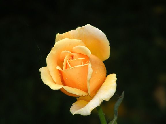 Valencia photo val2014_06180083_zps811d7d80.jpg